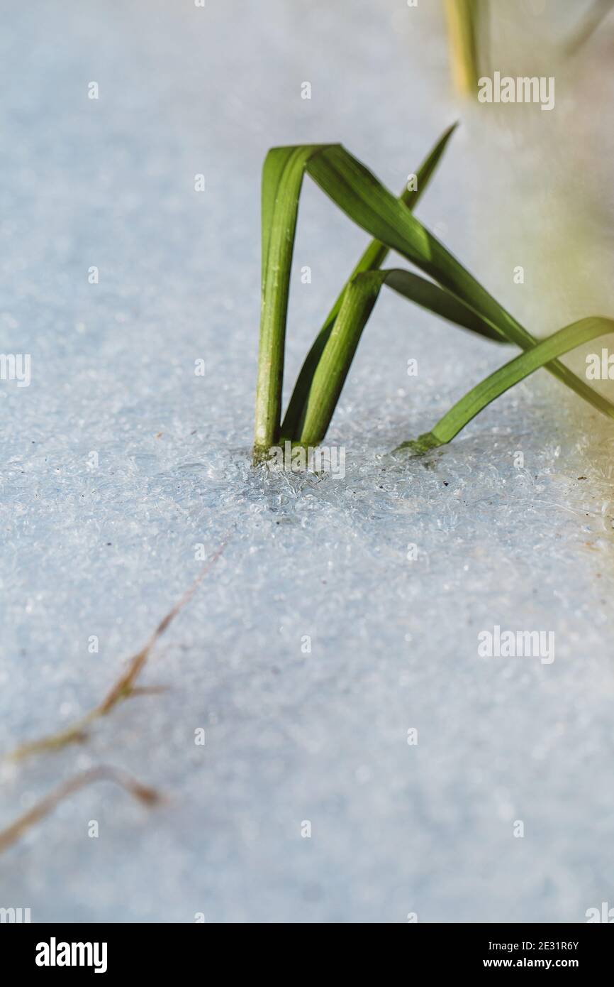 Herbe verte sous la neige - début de l'hiver et de la nuit givre - changement climatique Banque D'Images