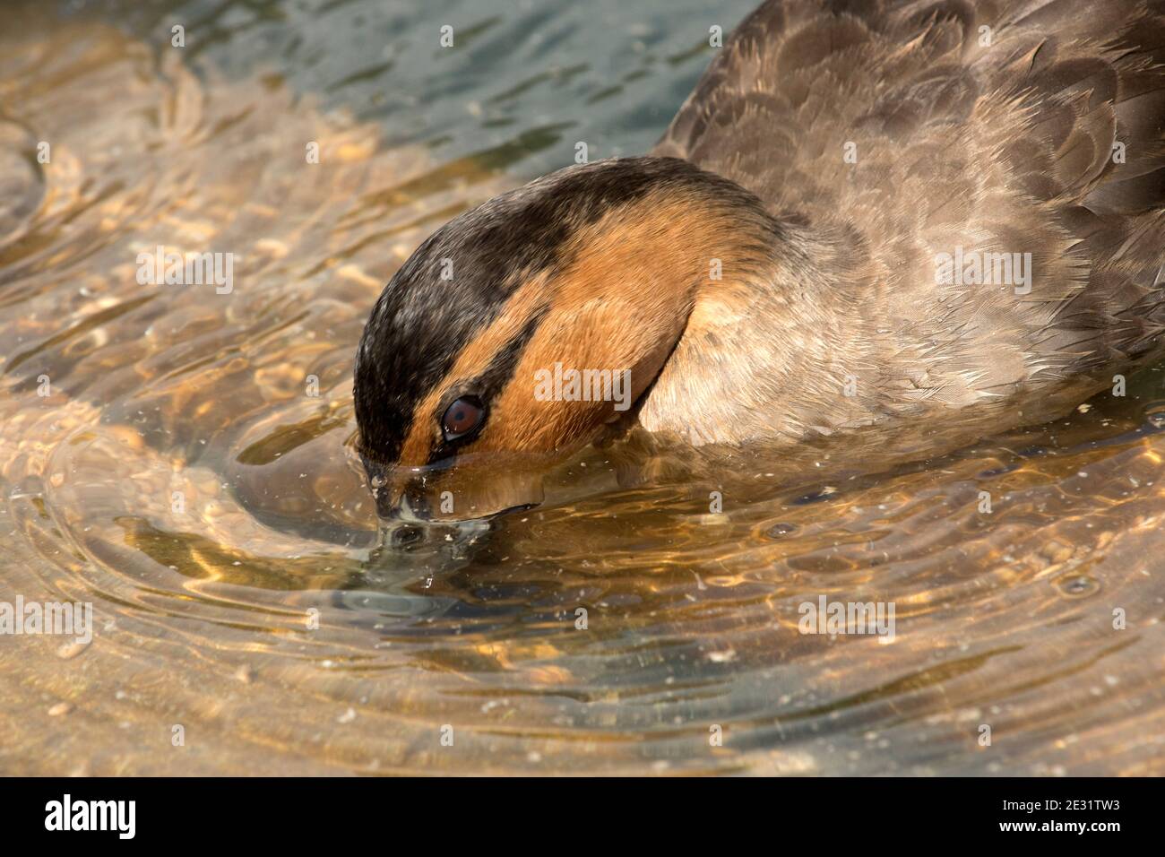 Canard de Phillipine (Aras luzonica) se nourrissant au fond avec du bec submergé à la WWT, Arundel, West Sussex, juillet Banque D'Images