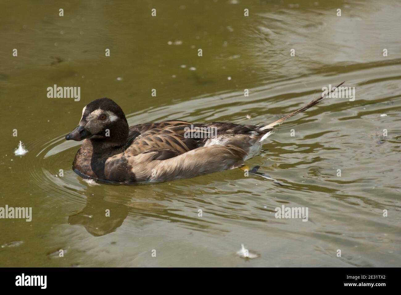 Canard à queue longue ou à tête plate (Clangula hyemalis) canard mâle juvénile ou non reproducteur sur un lac au Arundel Wetland Centre, West Sussex, juillet Banque D'Images