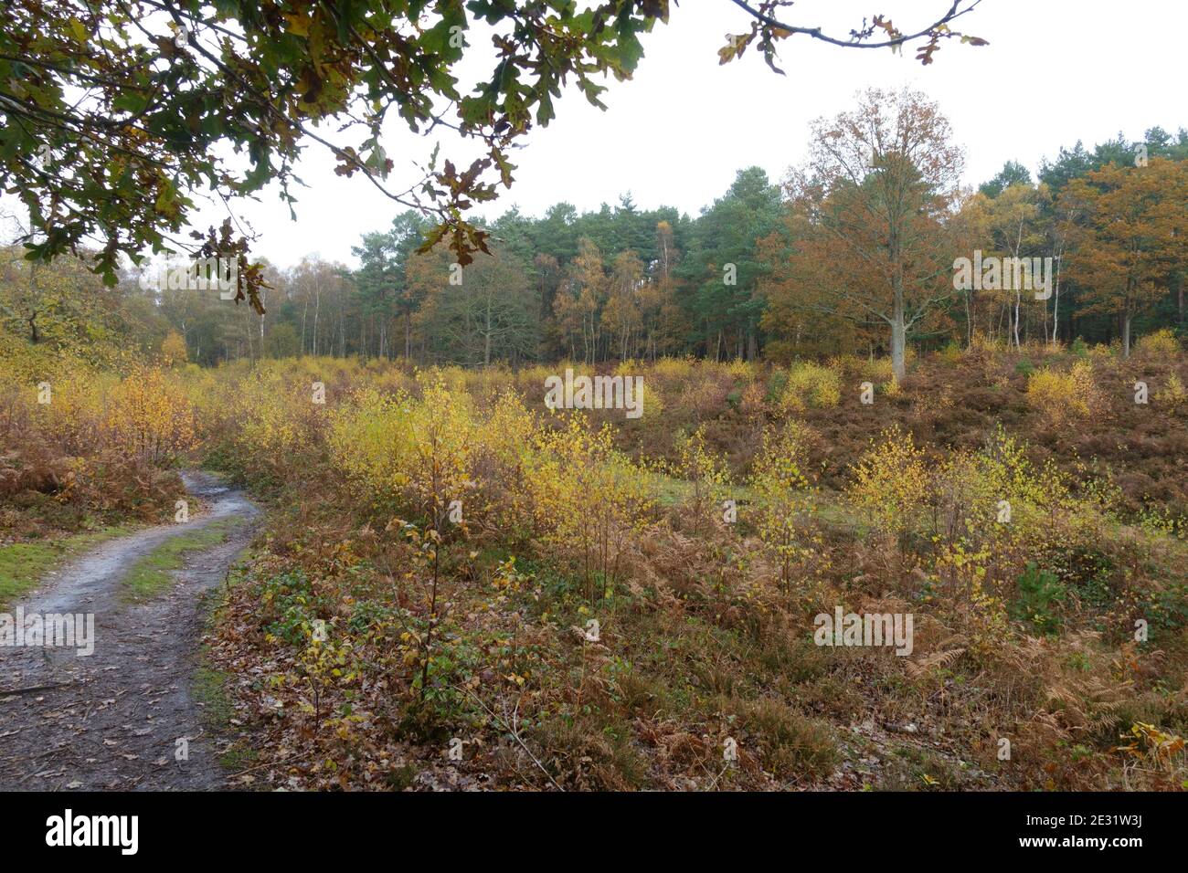 Snelsmore commune en automne avec des jeunes arbres de la lande et des bouleaux argentés épars (Betula pendula), Newbury, Berkshire, novembre Banque D'Images