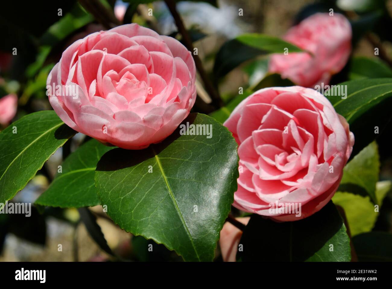 Rosettes roses du camélia japonais, en fleur par temps ensoleillé Banque D'Images