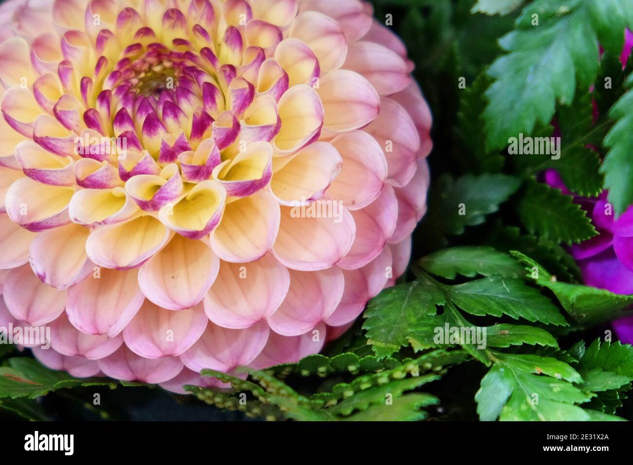 Une dahlia à pompon jaune et violet Banque D'Images