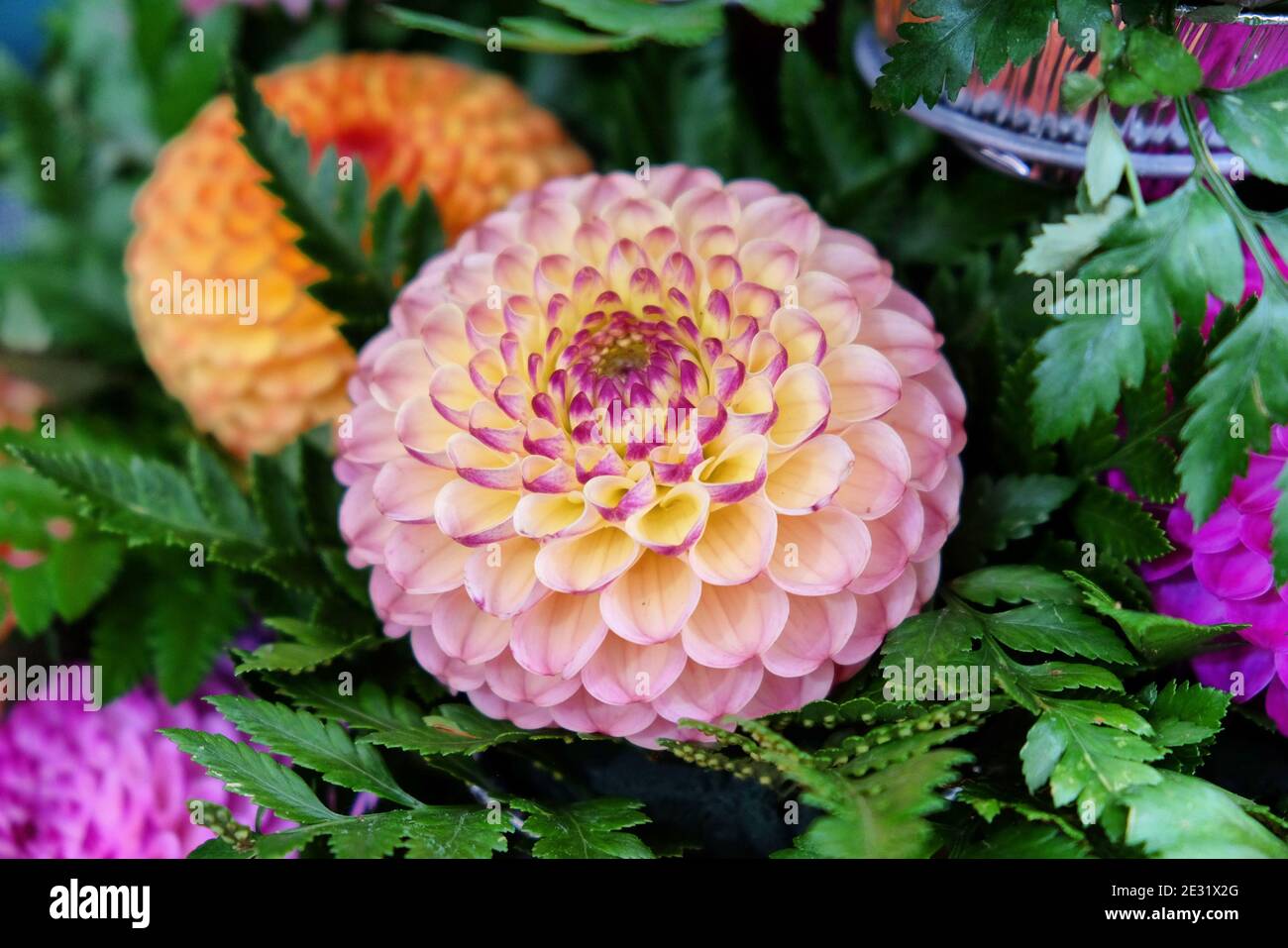 Une dahlia à pompon jaune et violet Banque D'Images