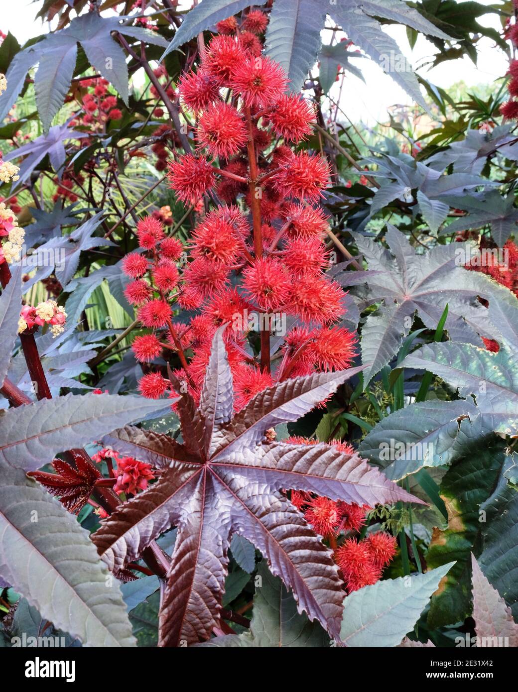 Pointe de fleur rouge de la plante de haricot de ricin Banque D'Images