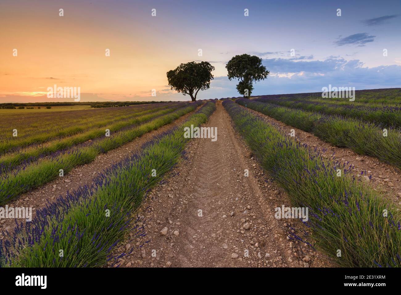 Atardecer en los campos de lavanda de brihuega Banque D'Images