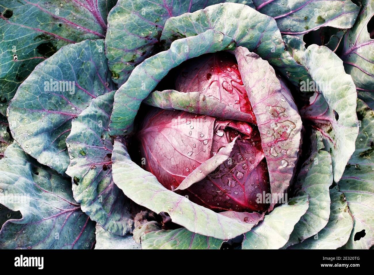 Une tête de chou rouge pousse dans le jardin. Photo d'un légume avec vue sur le dessus. Banque D'Images