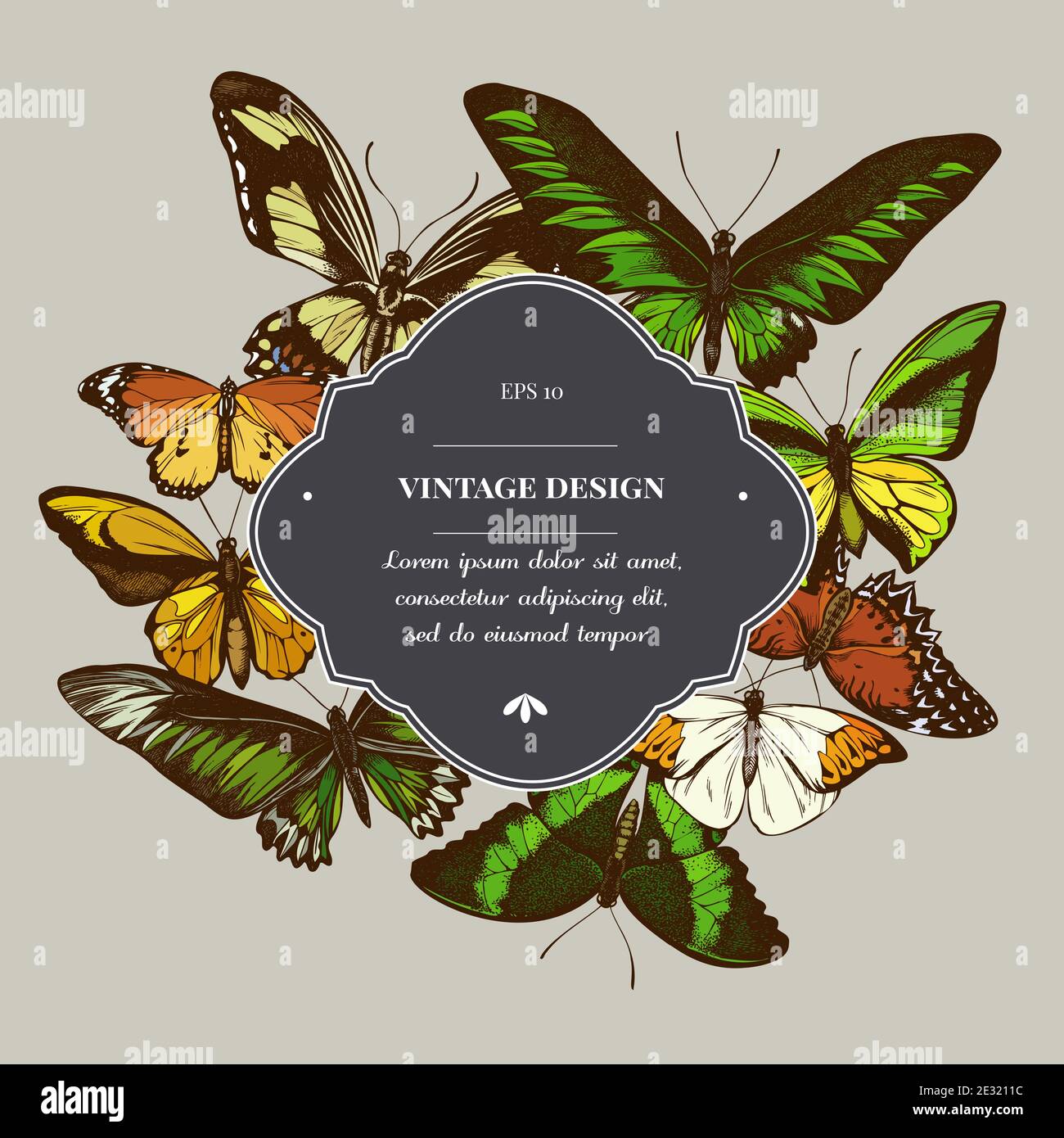 Badge sur le motif avec laçage rouge, nageoires dorées de wallace, grande pointe orange, queue émeraude, tigre Uni, nageoires de rajah brooke, papillio Illustration de Vecteur