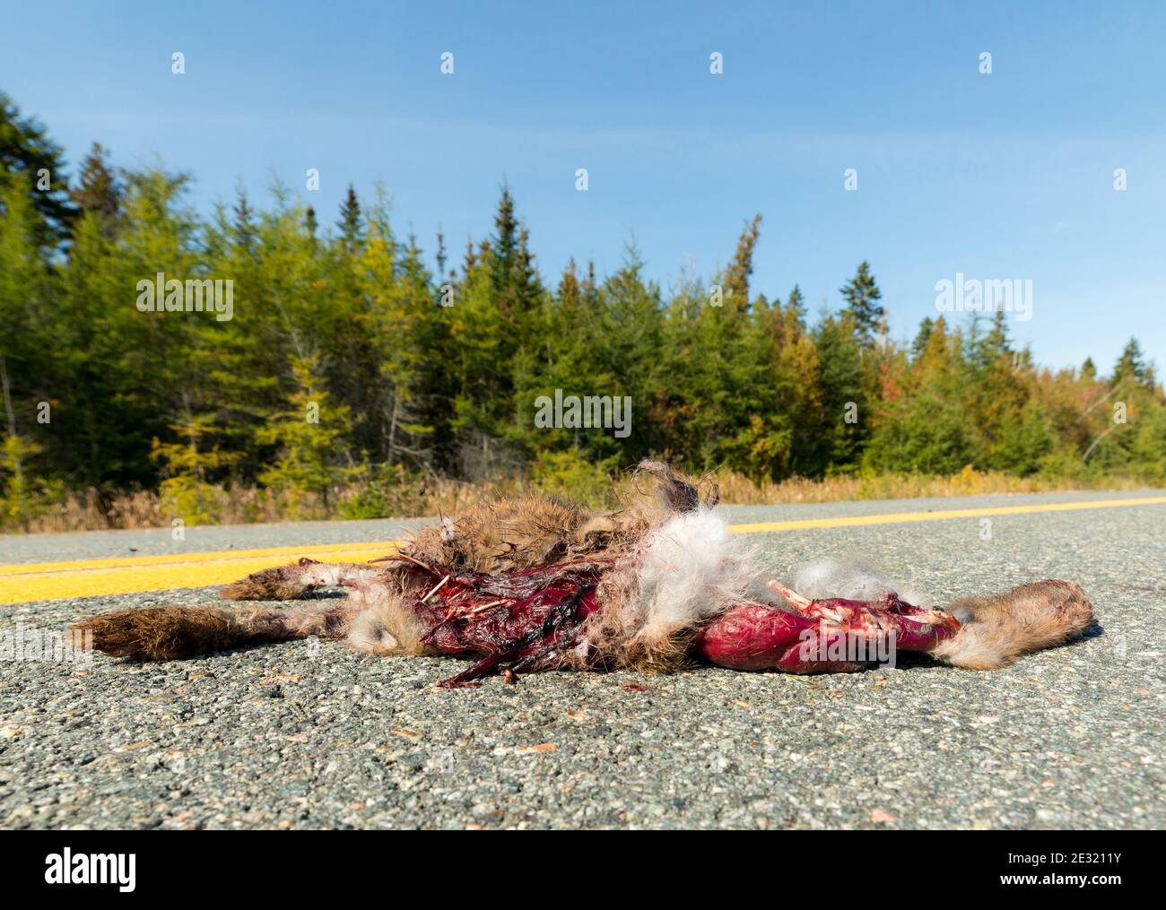 Lapin mort au milieu d'une route. Ses innards sont visibles, les os brisés sortent. Présence de sang coagulé. Espace pour le texte. Banque D'Images