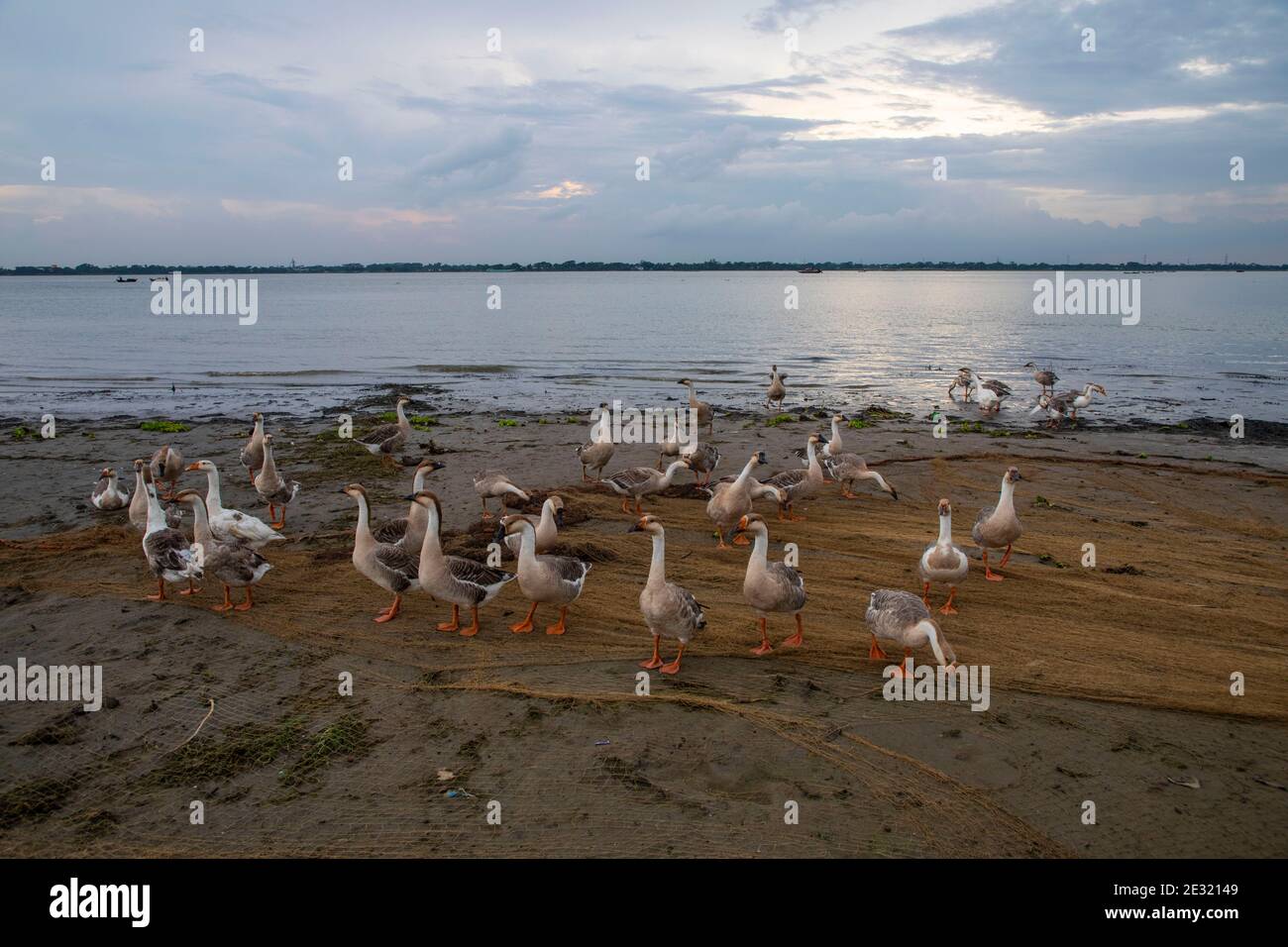 Un troupeau de cygnes sur la rive du fleuve Meghna, au Bangladesh. Banque D'Images