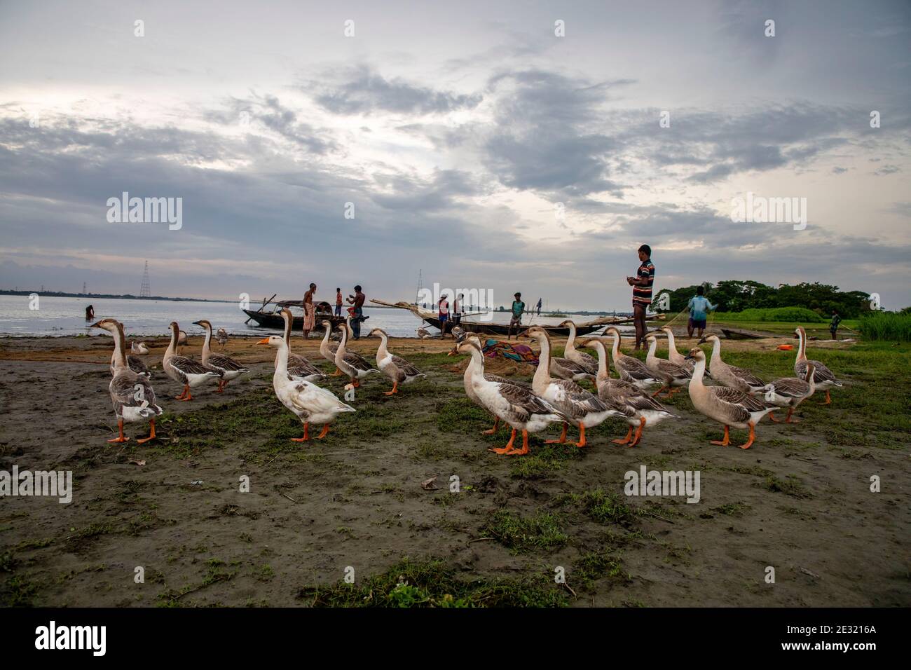 Un troupeau de cygnes sur la rive du fleuve Meghna, au Bangladesh. Banque D'Images