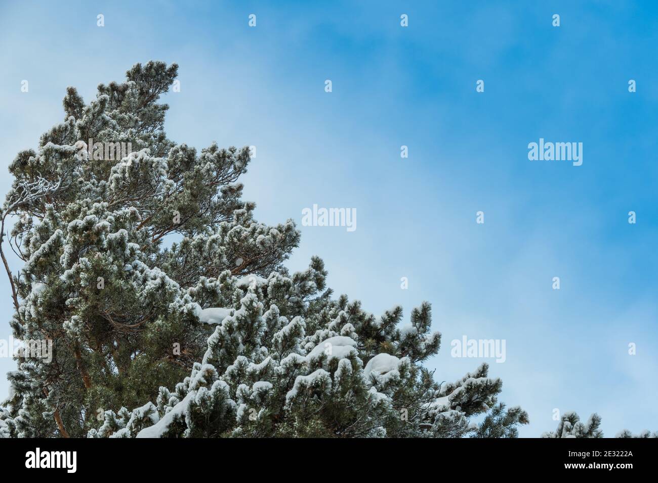 Branches en gel contre ciel bleu. Forêt de neige en velours blanc. Vue de bas en haut par temps froid ensoleillé. Banque D'Images