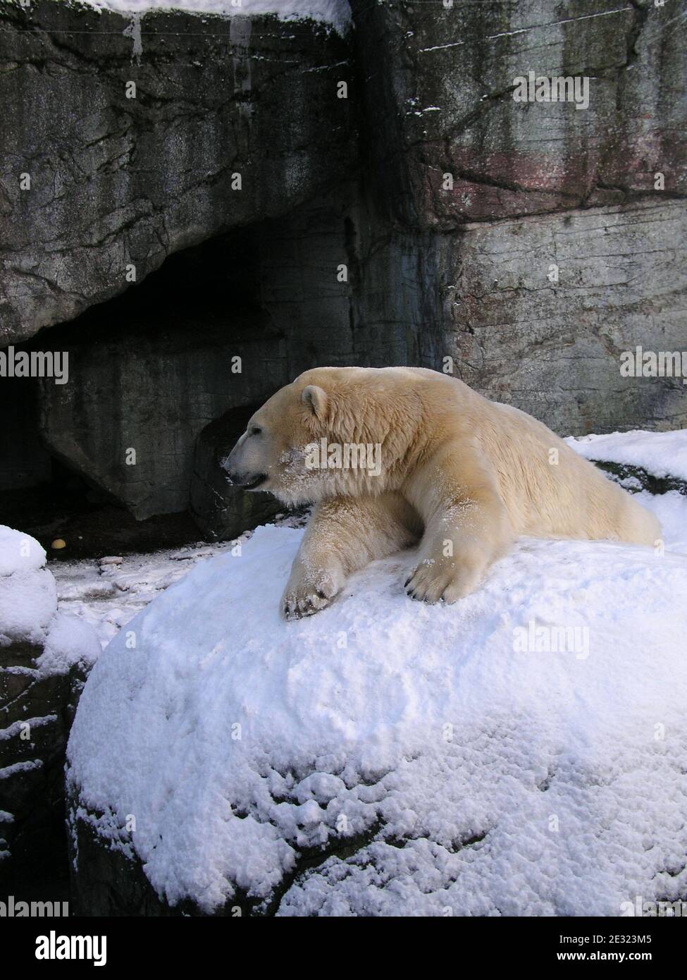 Ours polaire en hiver au zoo de Copenhague, Danemark. L'hiver 2009/2010 a été caractérisé par plusieurs épisodes de froid sévère au-dessus de l'Europe du Nord et de l'Ouest. Cet hiver inhabituel s'est produit lors d'un débat public sur le changement climatique, pendant et après les négociations de Copenhague sur le climat. Banque D'Images