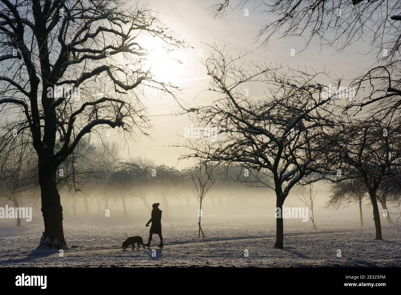 Une femme et son chien se promènent le long de la piste brumeuse de la piste de la piste erable de Harrogate lors d'un matin d'hiver glacial, dans le North Yorkshire, en Angleterre, au Royaume-Uni. Banque D'Images