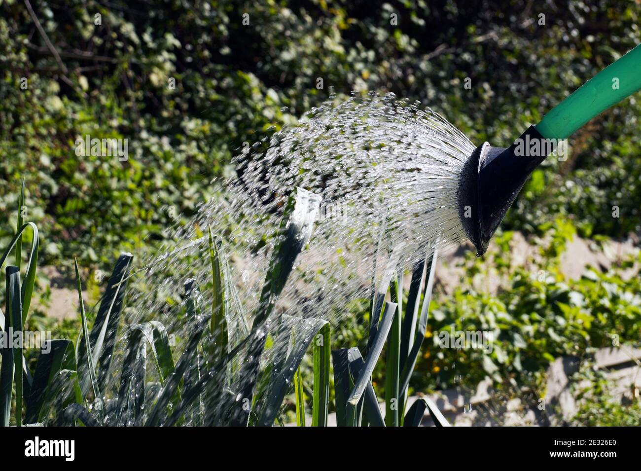 Arrosage des récoltes avec un arrosoir.jardin de légumes en été. Banque D'Images