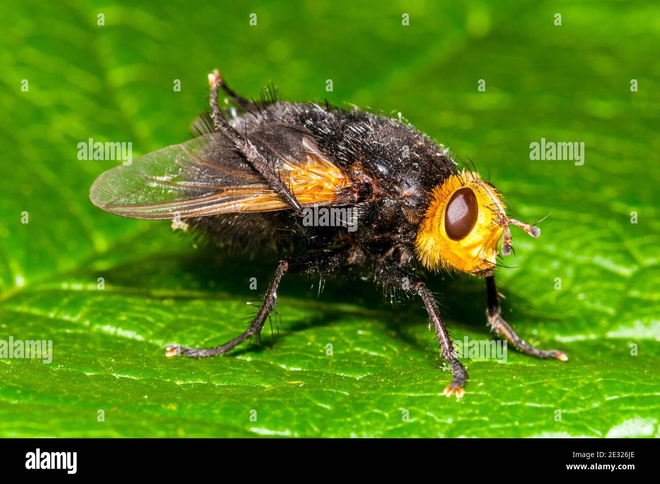 Une mouche tachinide géante adulte (Tachina grossa) au repos sur une feuille dans un jardin à Sowerby, dans le Yorkshire du Nord. Juillet. Banque D'Images