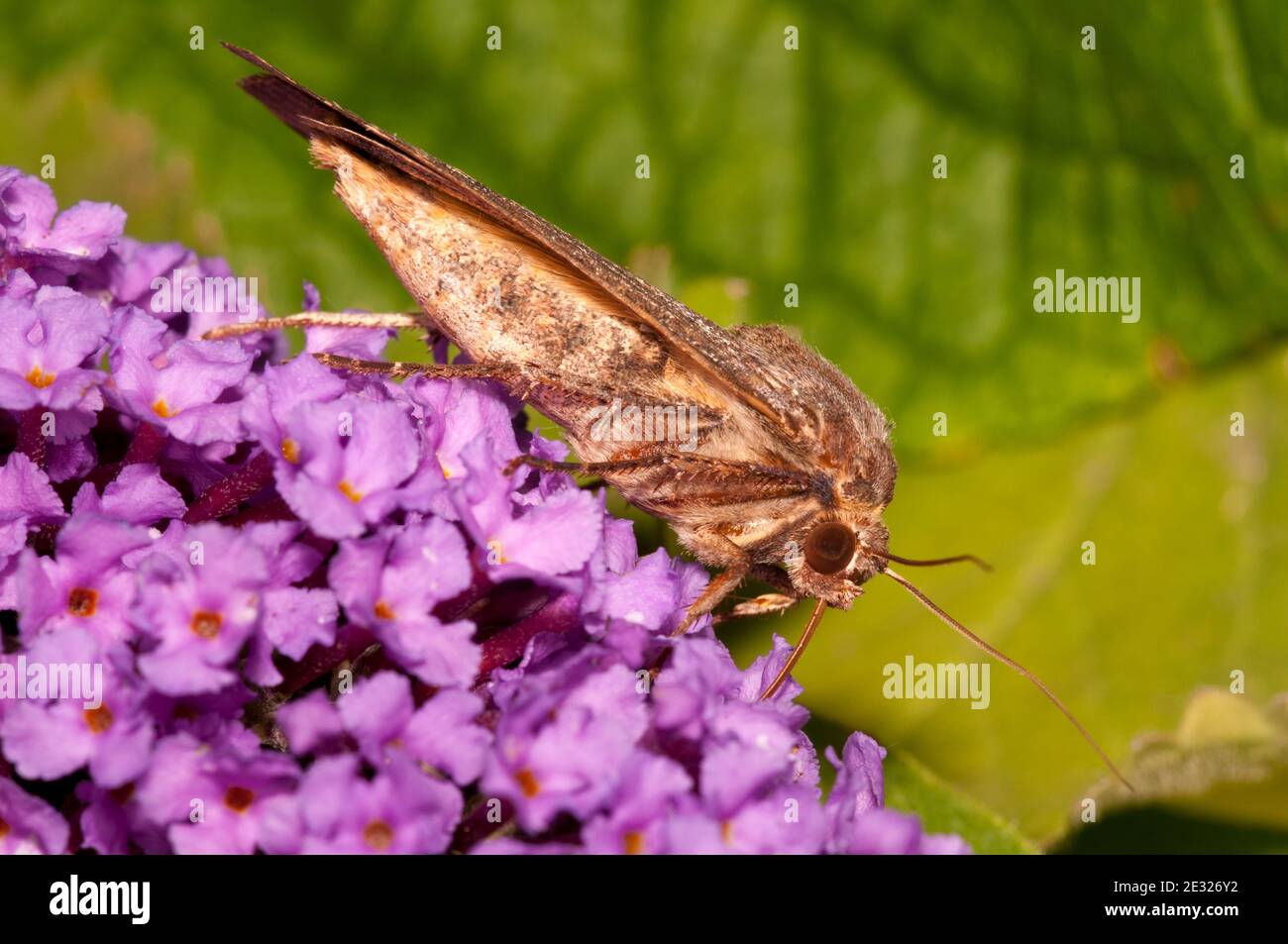 Un grand papillon jaune (Noctua pronuba) adulte qui se dresse sur la buddleia dans un jardin à Sowerby, dans le Yorkshire du Nord. Août. Banque D'Images