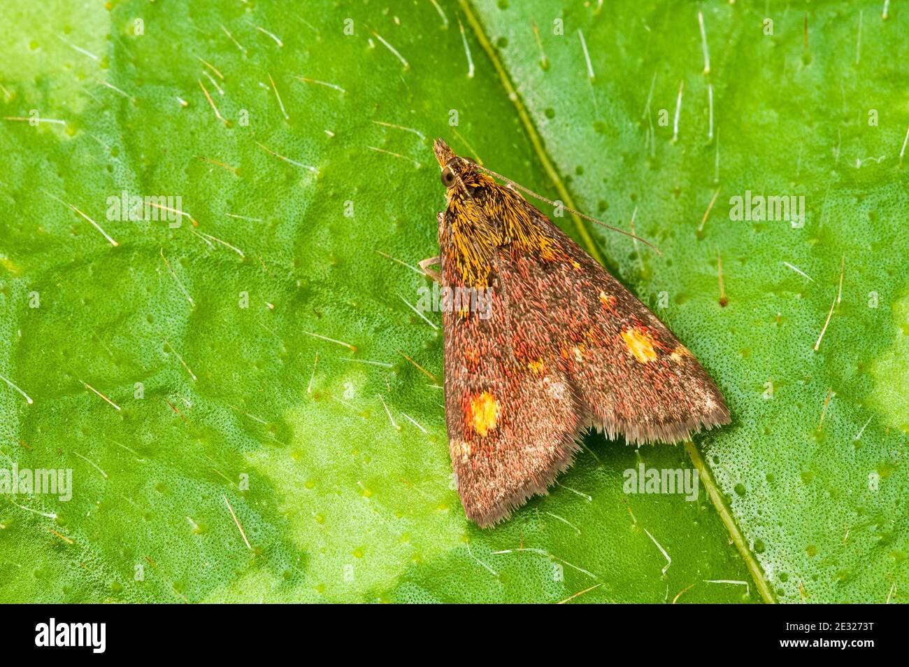 Un papillon de menthe adulte (pyrausta aurata) au repos sur une feuille dans un jardin à Sowerby, dans le Yorkshire du Nord. Août. Banque D'Images