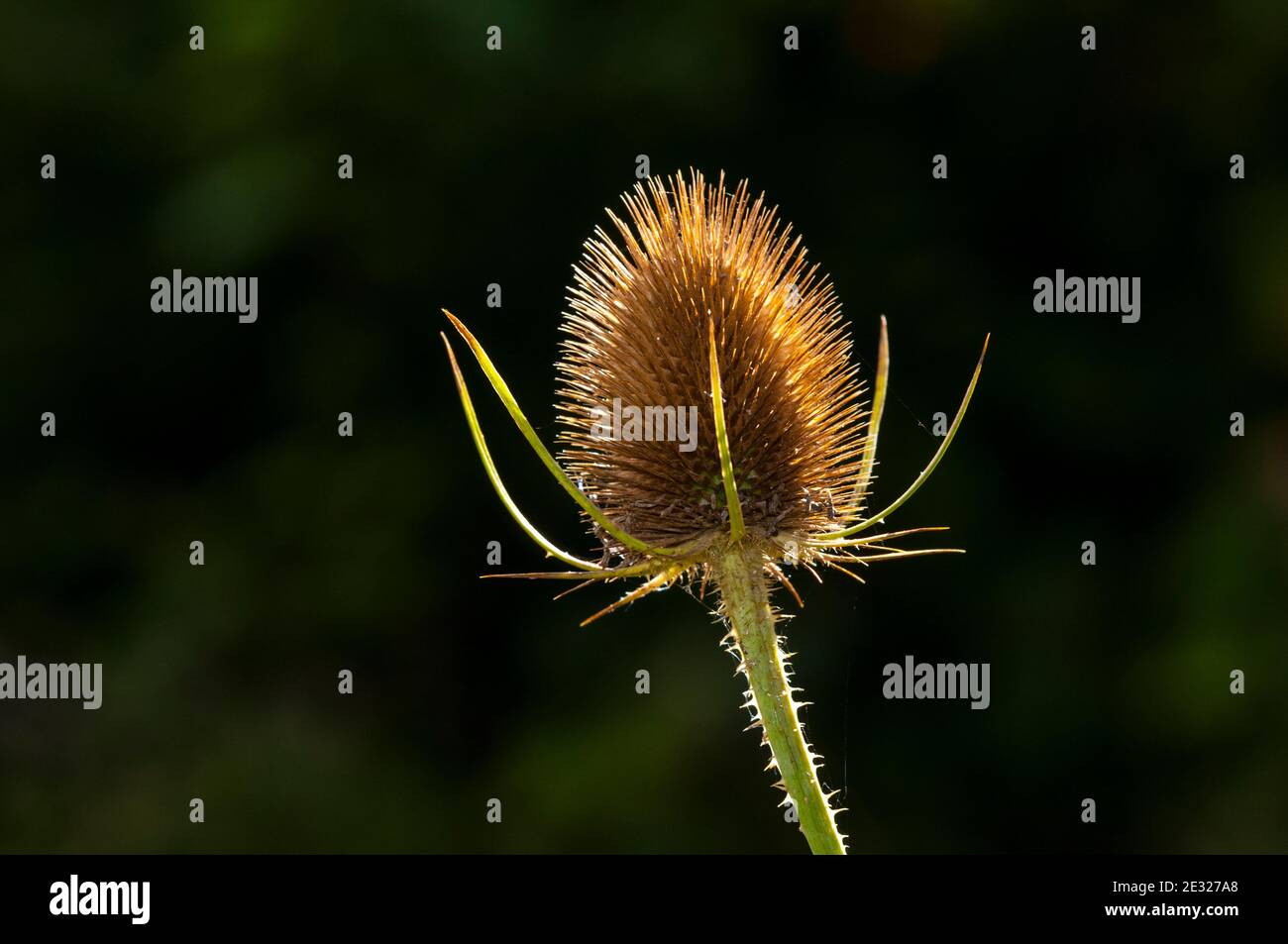 Une tête de semis rétro-éclairée de thé (Dipsacus fullonum) qui pousse au RSPB Old Moor, dans le South Yorkshire. Août. Banque D'Images