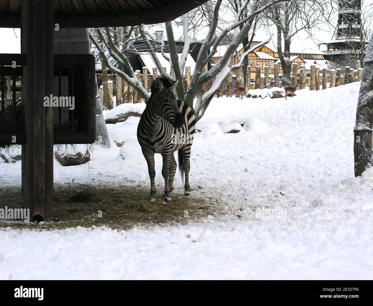 Zèbres dans la neige, zoo de Copenhague, Danemark. Zèbres dans la neige, zoo de Copenhague, Danemark. L'hiver 2009/2010 a été caractérisé par plusieurs épisodes de froid sévère au-dessus de l'Europe du Nord et de l'Ouest. Cet hiver inhabituel s'est produit lors d'un débat public sur le changement climatique, pendant et après les négociations de Copenhague sur le climat. Banque D'Images