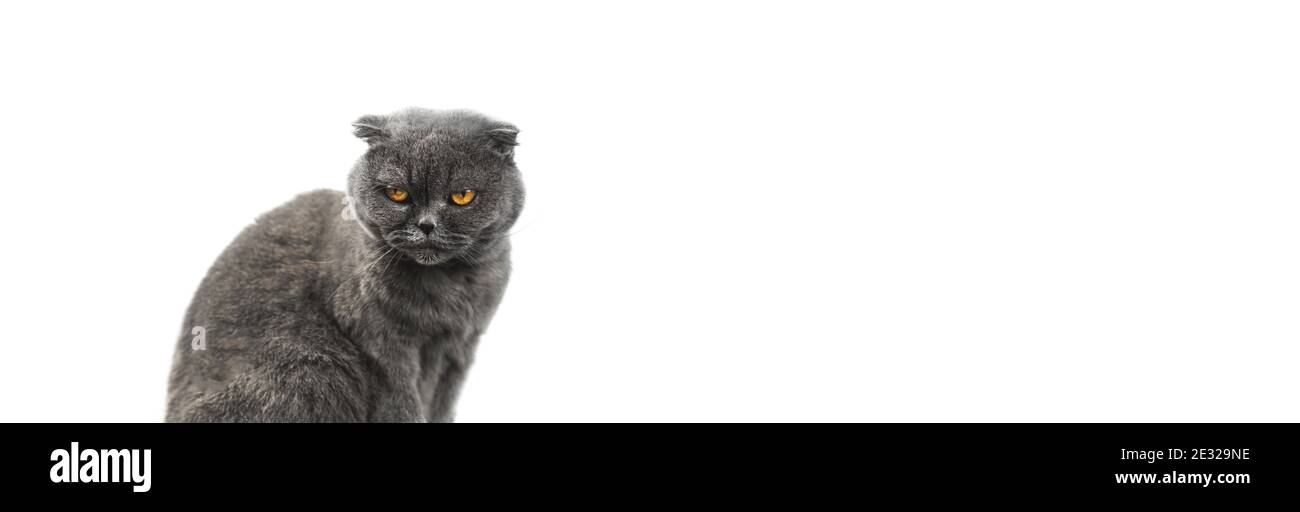 Superbe portrait de studio de chat isolé sur un fond blanc, bannière écossaise pliante et photo d'espace de copie Banque D'Images