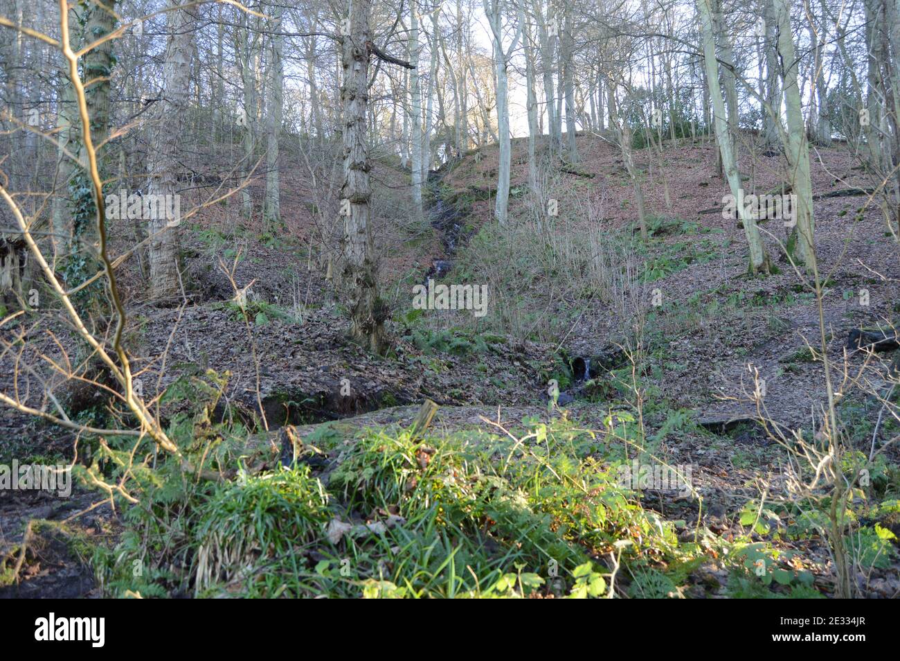 Forêt à Kemback, Fife, Écosse, par un hiver froid. Banque D'Images