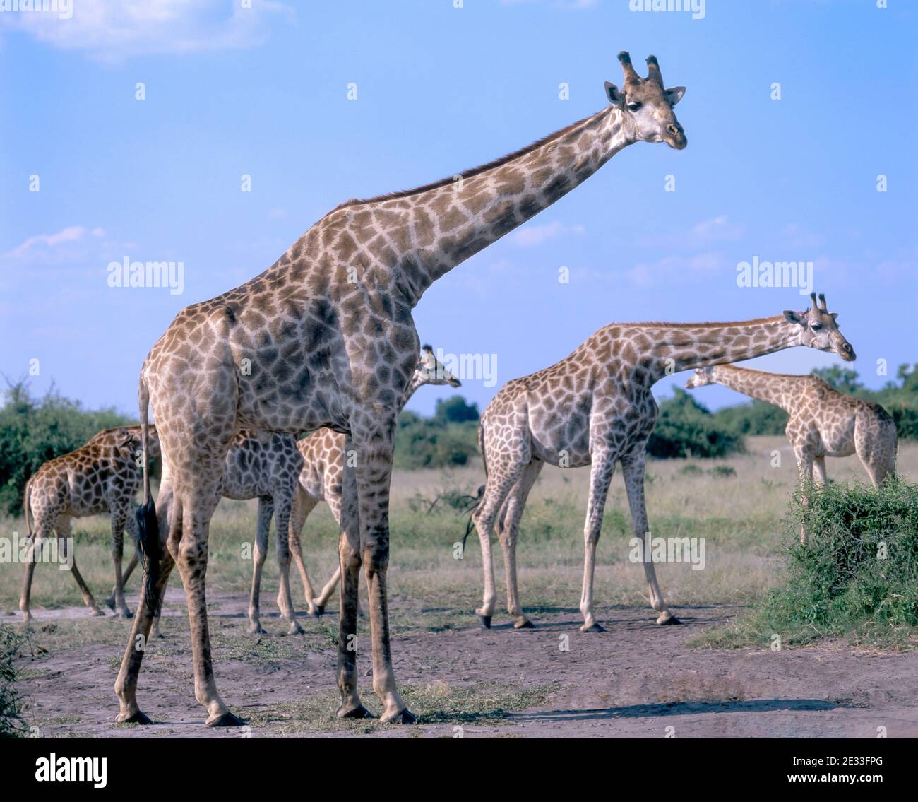 Tour des girafes dans le Bush, parc national de Chobe, Chobe, République du Botswana Banque D'Images