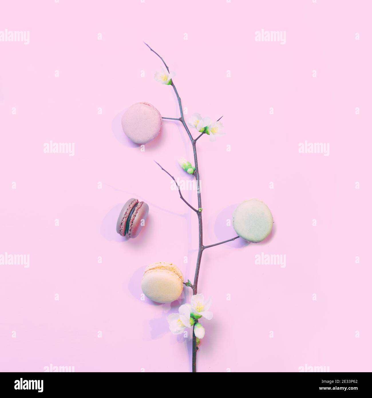Macarons français sur fond rose pastel avec une branche de une fleur de pomme de printemps Banque D'Images