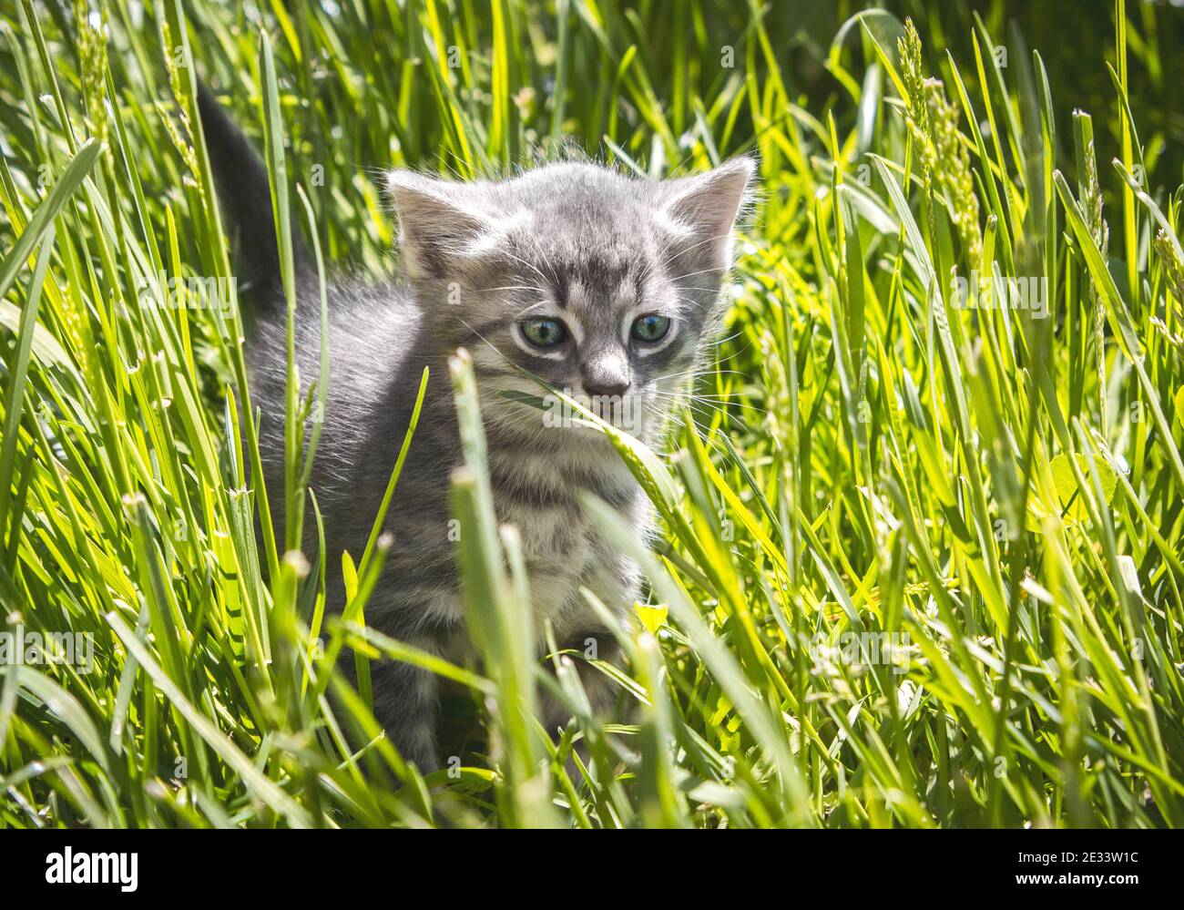 Le petit chaton gris moelleux est joué à l'extérieur dans l'herbe verte. Banque D'Images