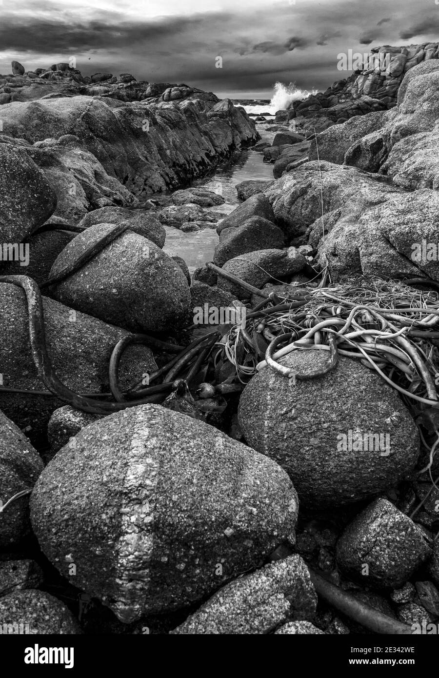 Rochers et varech à marée basse le long des rives de Baie de Monterey Banque D'Images