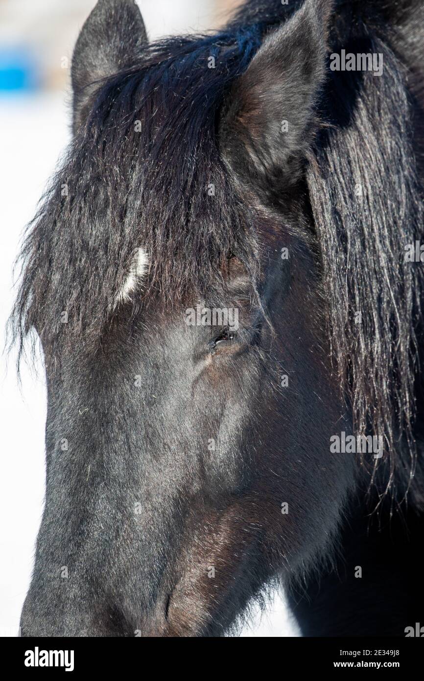 Black Horse Mane Banque D'Images