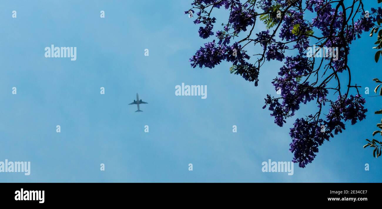 Avion encadré par un arbre de jacaranda en fleur avec espace de copie Banque D'Images