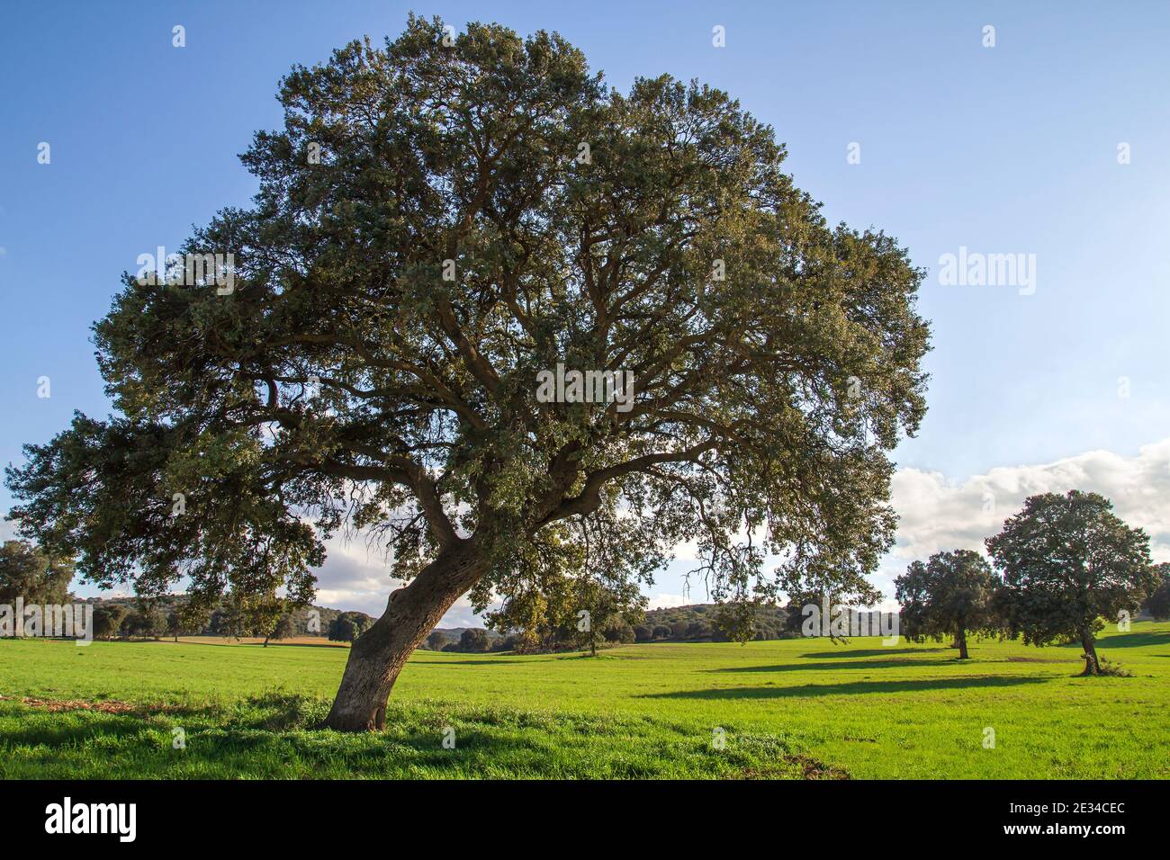 bosquet de chêne de Holm, arbres de quercus ilex paysage vert Banque D'Images