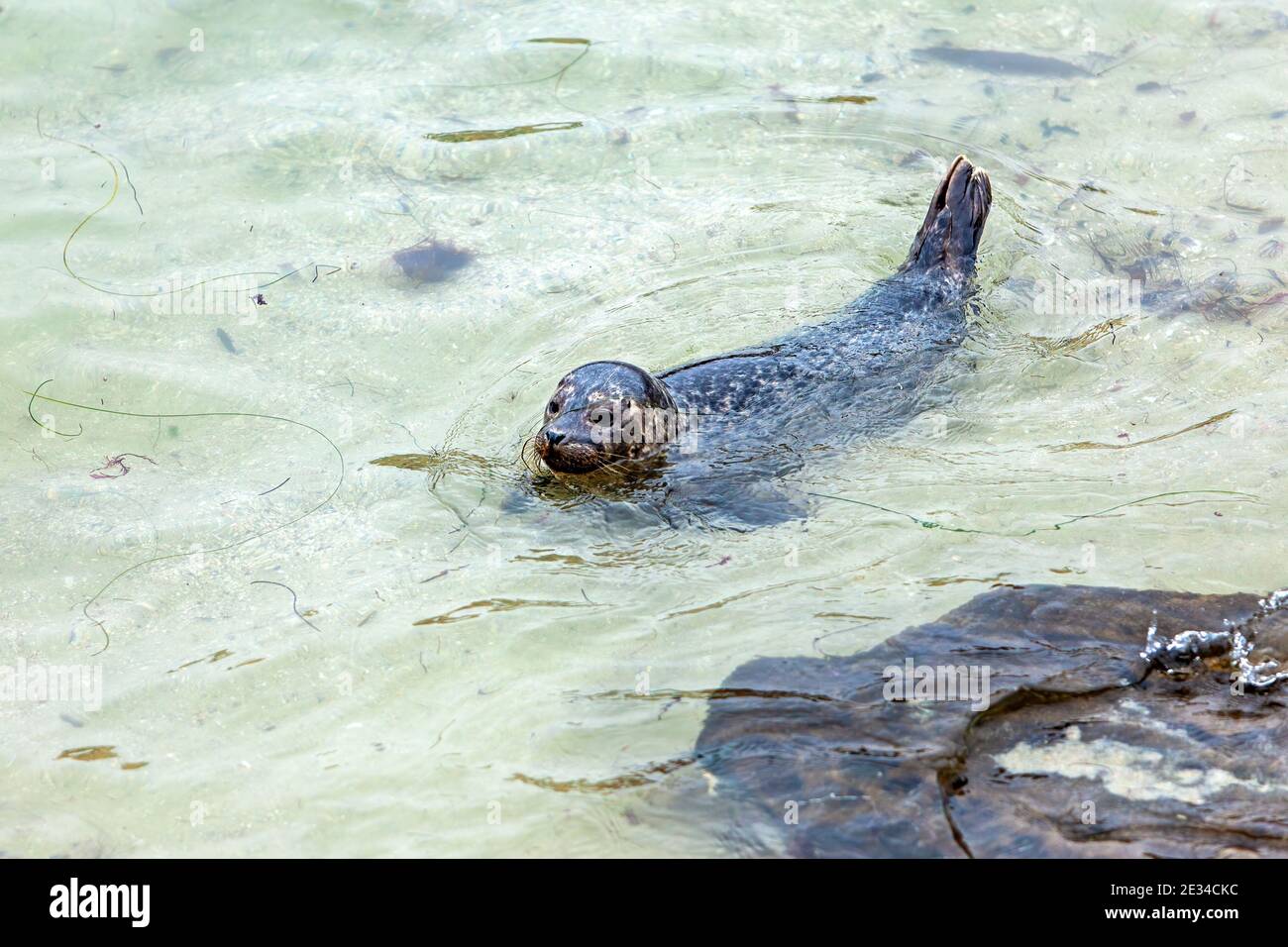 Joint de natation Banque D'Images