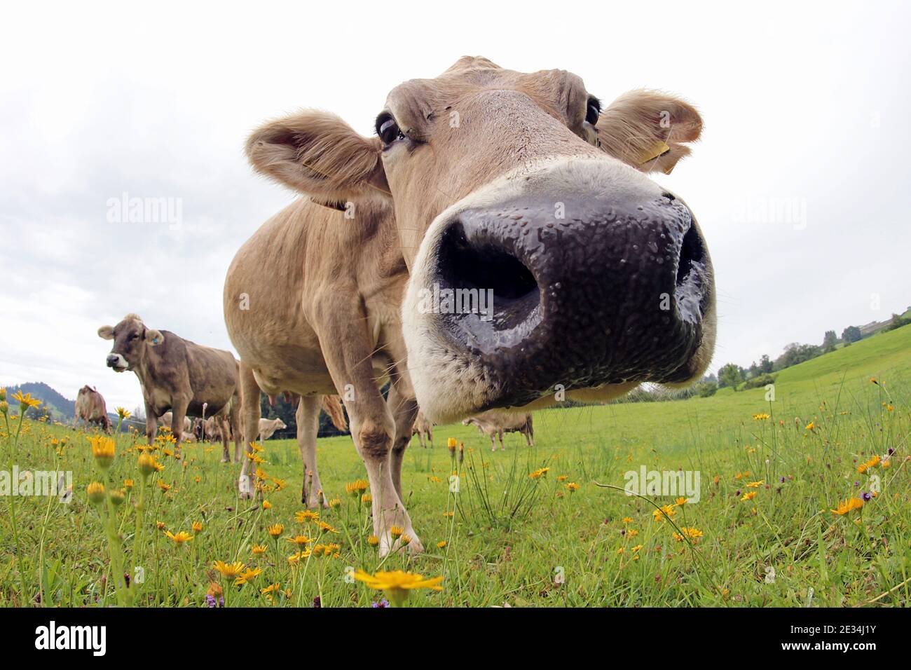 Photo de vache drôle avec une photo grand angle d'un Vache brune en Bavière Banque D'Images