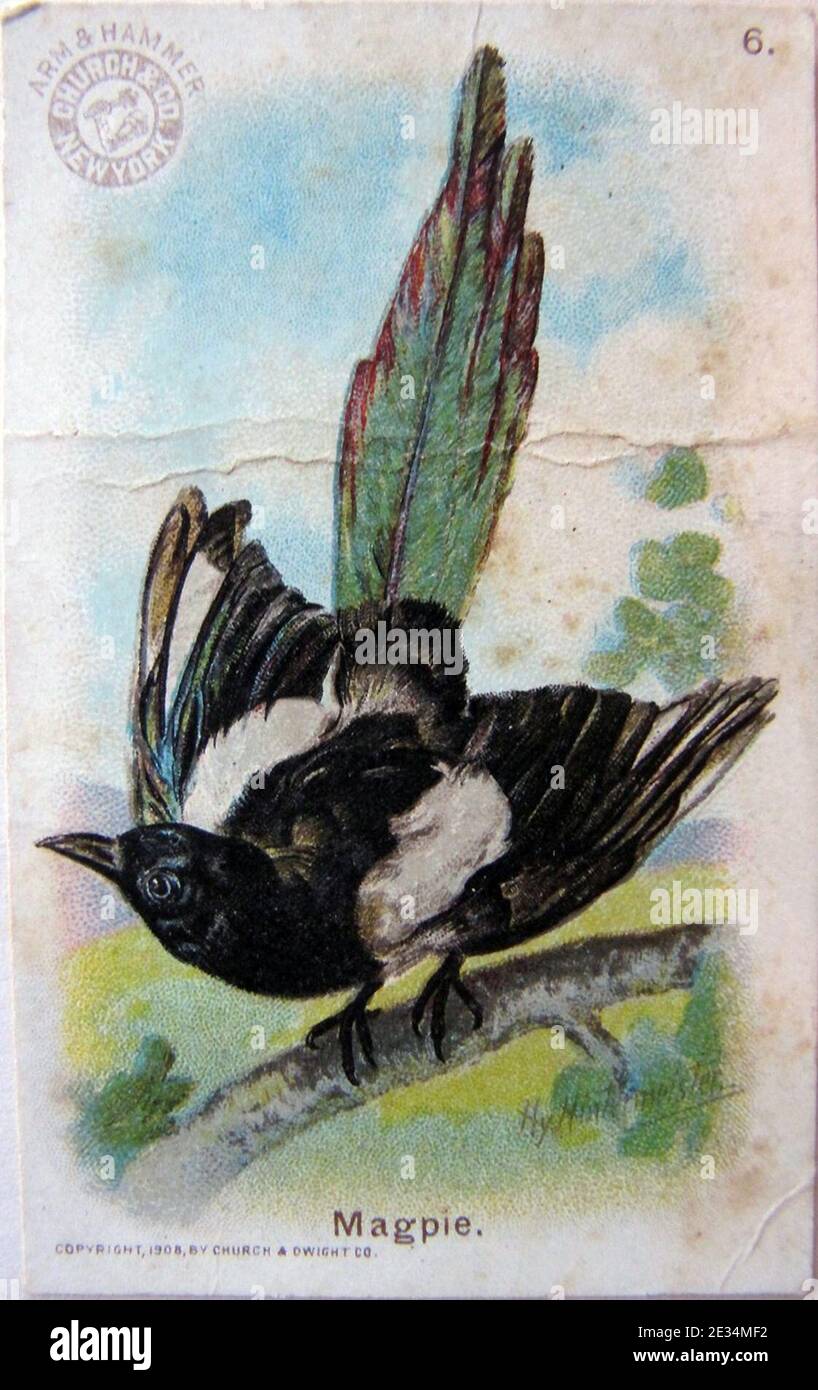 Magpie par John Henry Hintermeister, 1908. Banque D'Images