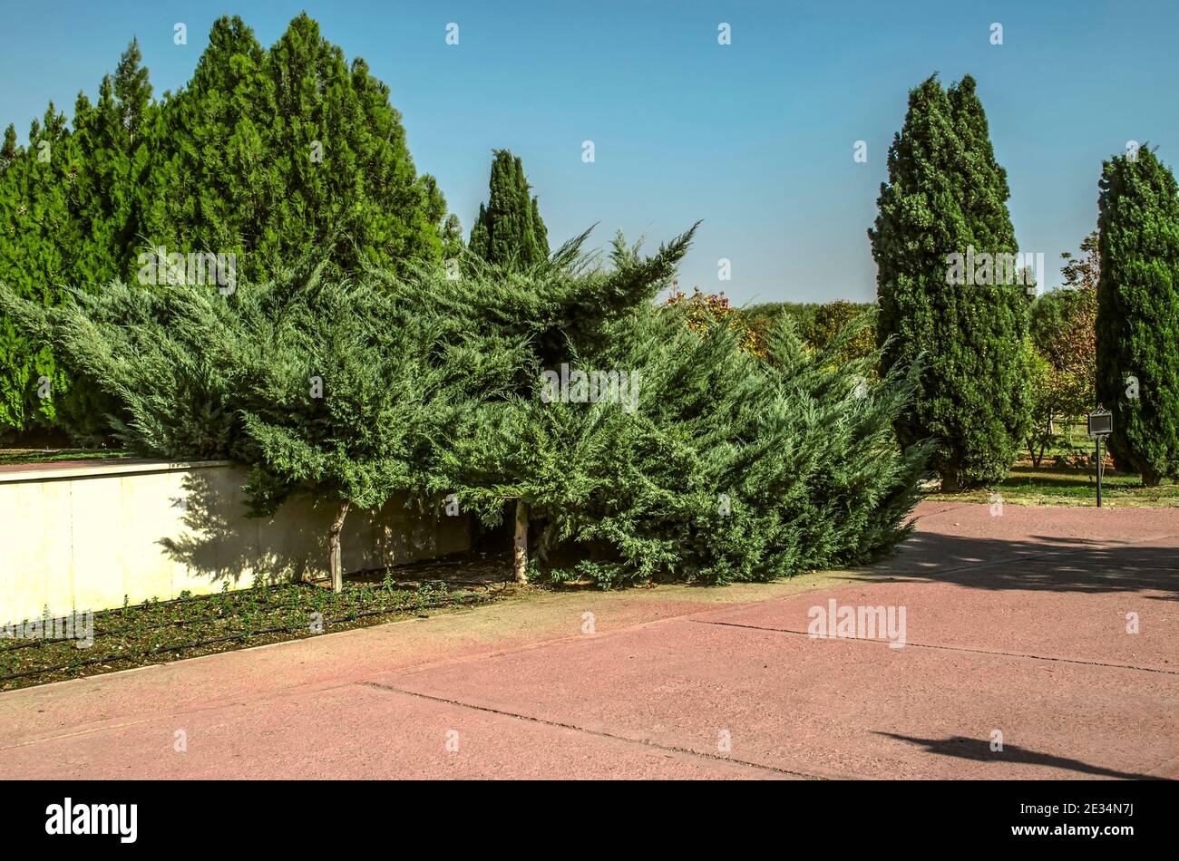 Vue sur l'intersection des ruelles avec de magnifiques cyprès et Épandage de conifères dans le jardin botanique d'une banlieue De Téhéran un automne Banque D'Images