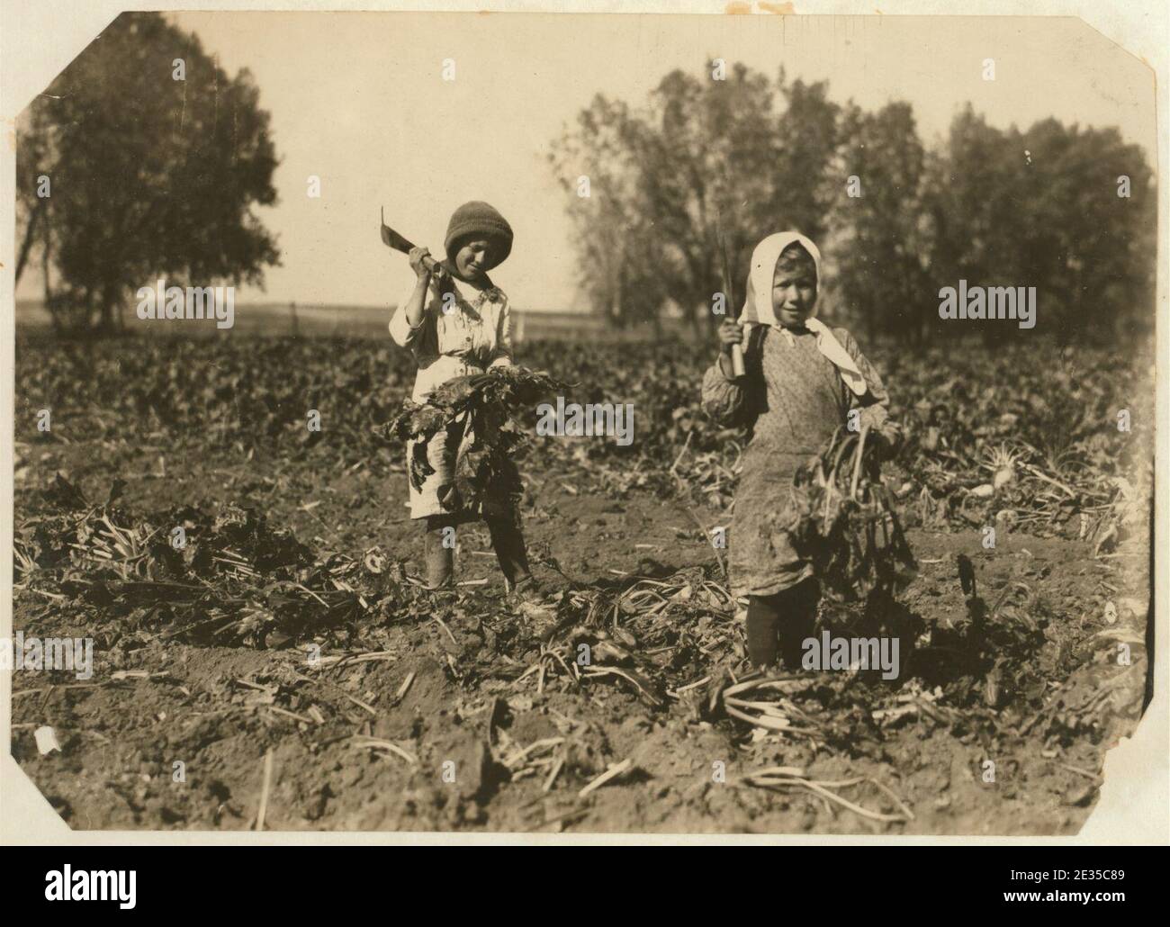 Famille Luft, ferme près de Sterling. Mère, Amelia, 9 ans, et Marie, 12 ans, travaillant pendant que le père transporte les betteraves à l'usine. « Amelia elle ne travaille pas tout le temps, elle lave la vaisselle et tend bébé. » Banque D'Images