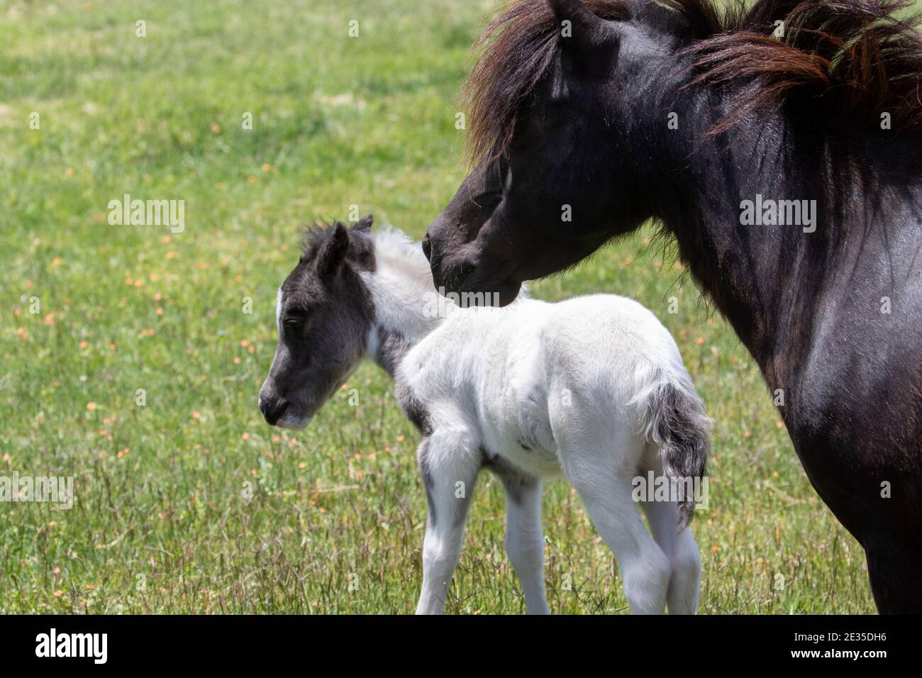 Bébé cheval et maman Banque D'Images