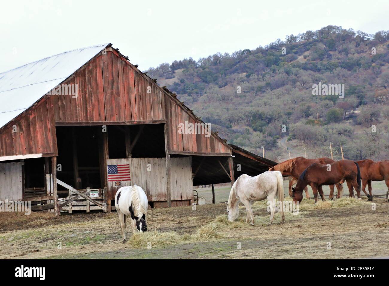 Chevaux mangeant le soir près de Lakeport sur Clearlake, Californie avec drapeau américain sur l'ancienne grange à l'arrière Banque D'Images