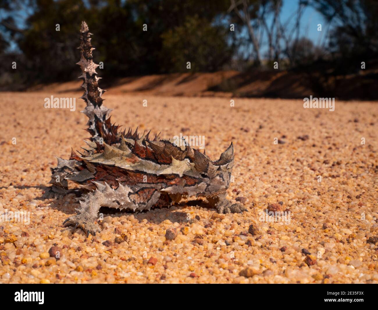 Diable épineux, Moloch horridus, lézard au milieu d'une piste de brousse de l'Outback en Australie occidentale. Banque D'Images