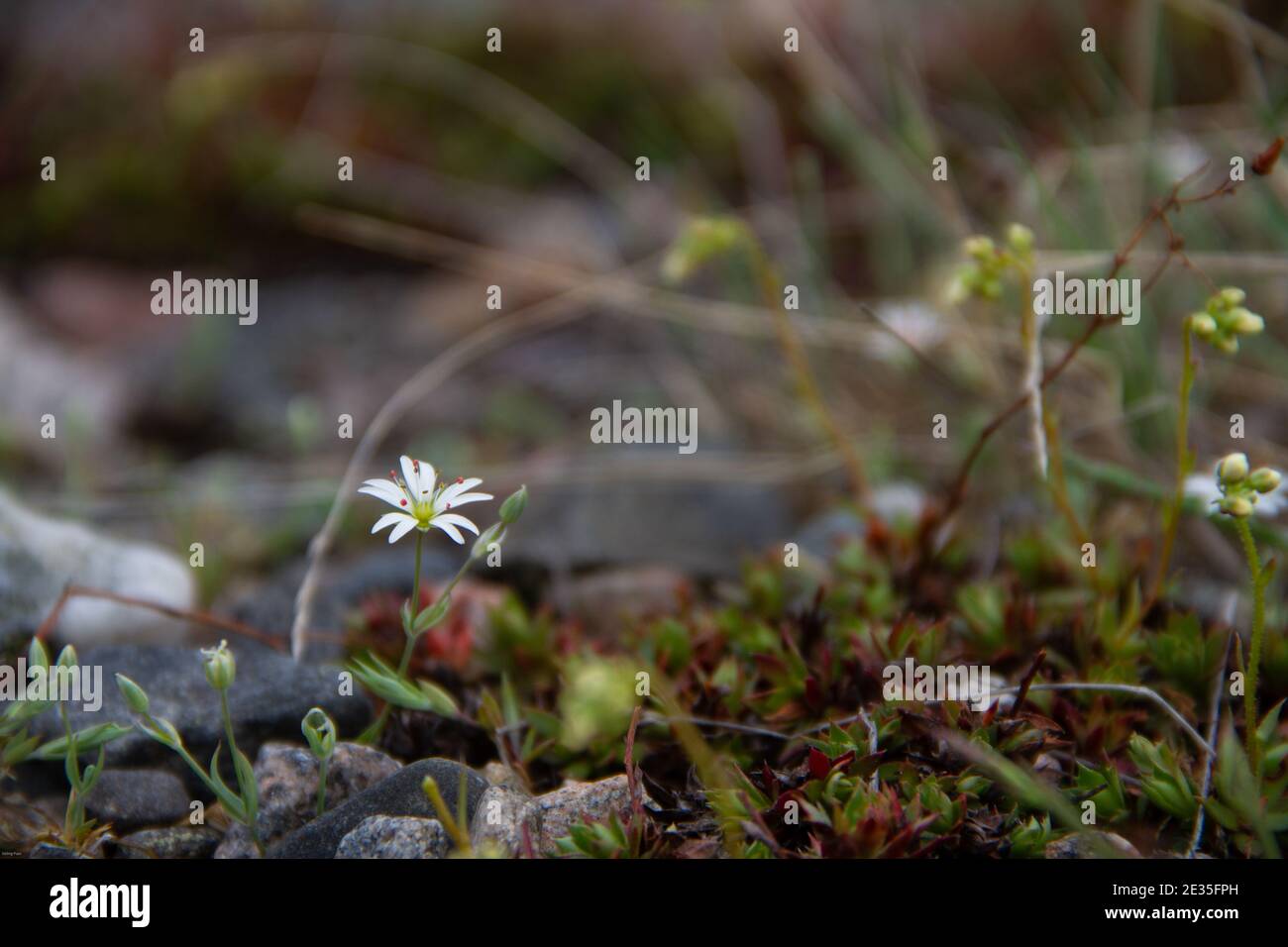 Plante arctique blanche trouvée sur la toundra, près d'Arviat, Nunavut Canada Banque D'Images