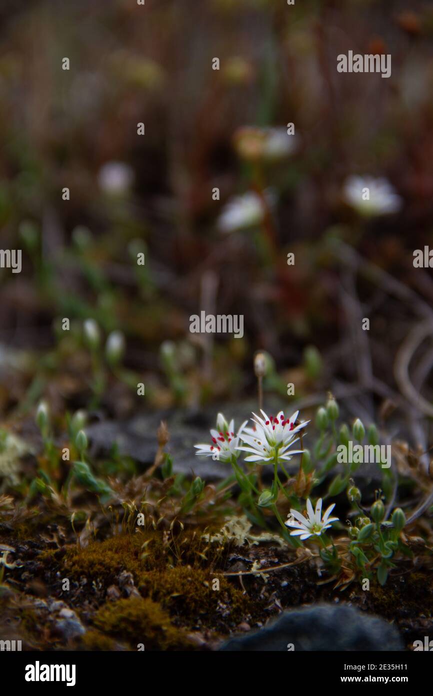 Fleurs blanches de l'arctique trouvées sur la toundra, Arviat, Nunavut Canada Banque D'Images