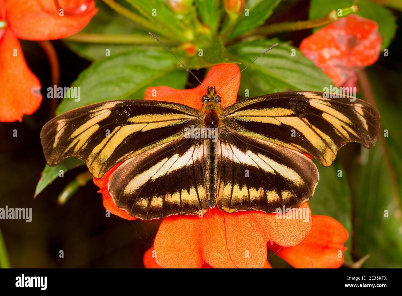 Heliconian Butterfly, Podotrichia judith mellosa, Heliconiinae. Banque D'Images