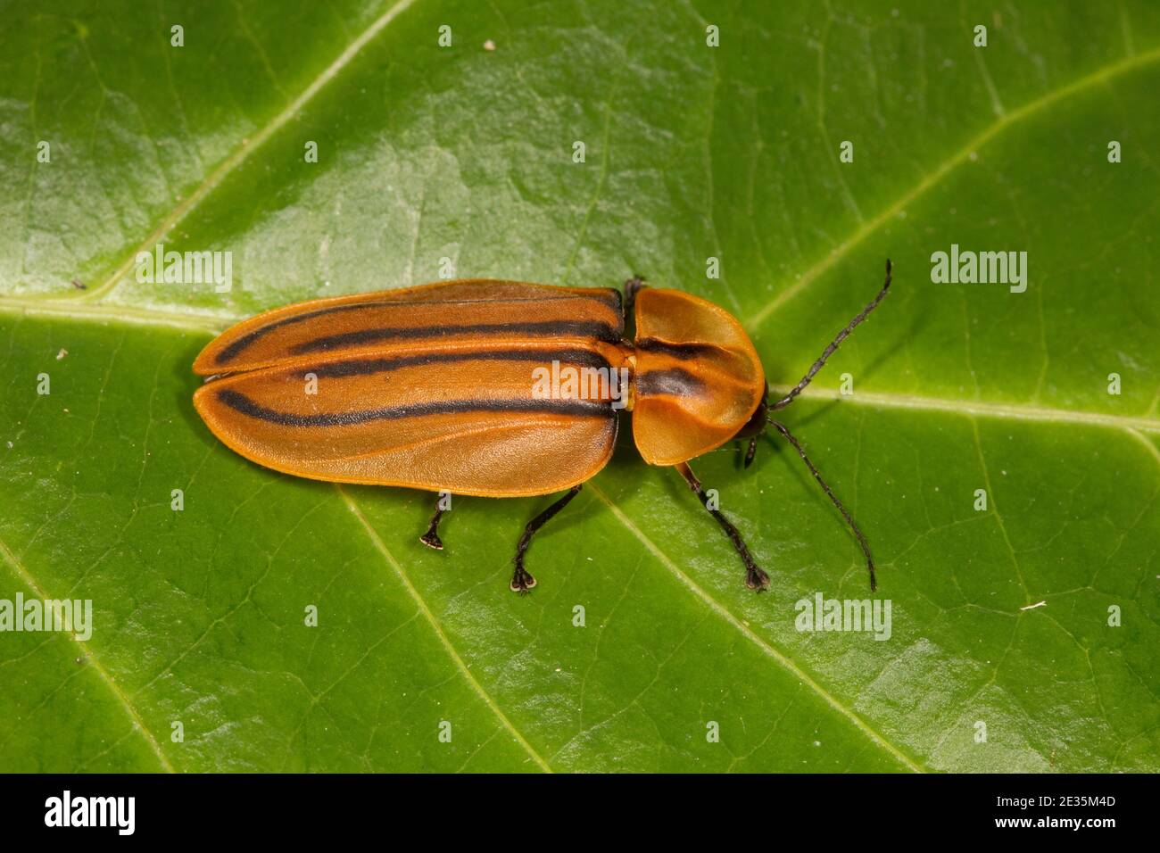 Firefly non identifié, Lampyridae. Banque D'Images