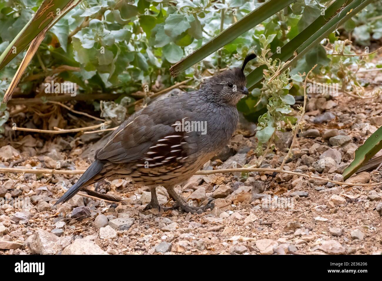 Mail Gambel's Quail dans Desert Garden Banque D'Images