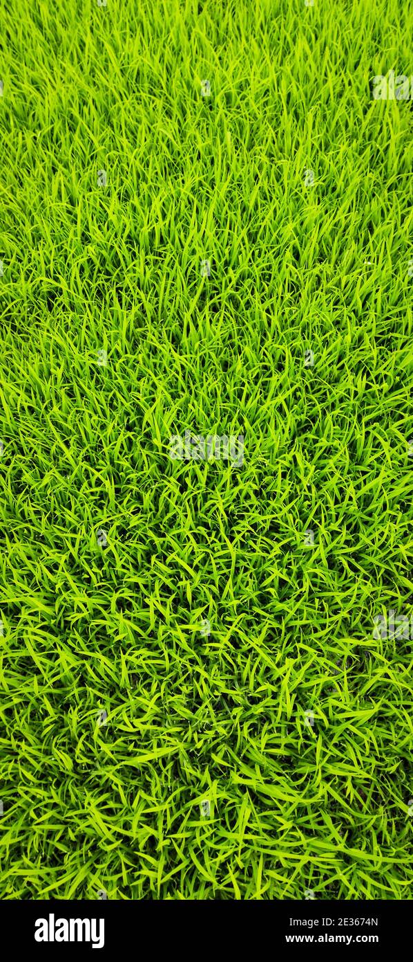 Herbe verte fond du champ de riz. Nouvelles plantes de riz, fond vert de Nice de plantes de riz. Banque D'Images