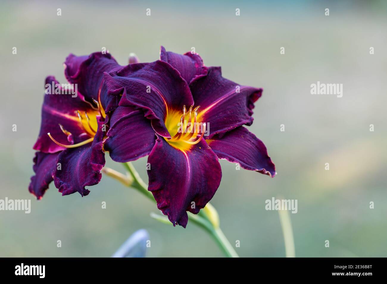 'Ed Murray' hémérocalle, Daglilja (Hemerocallis) Banque D'Images