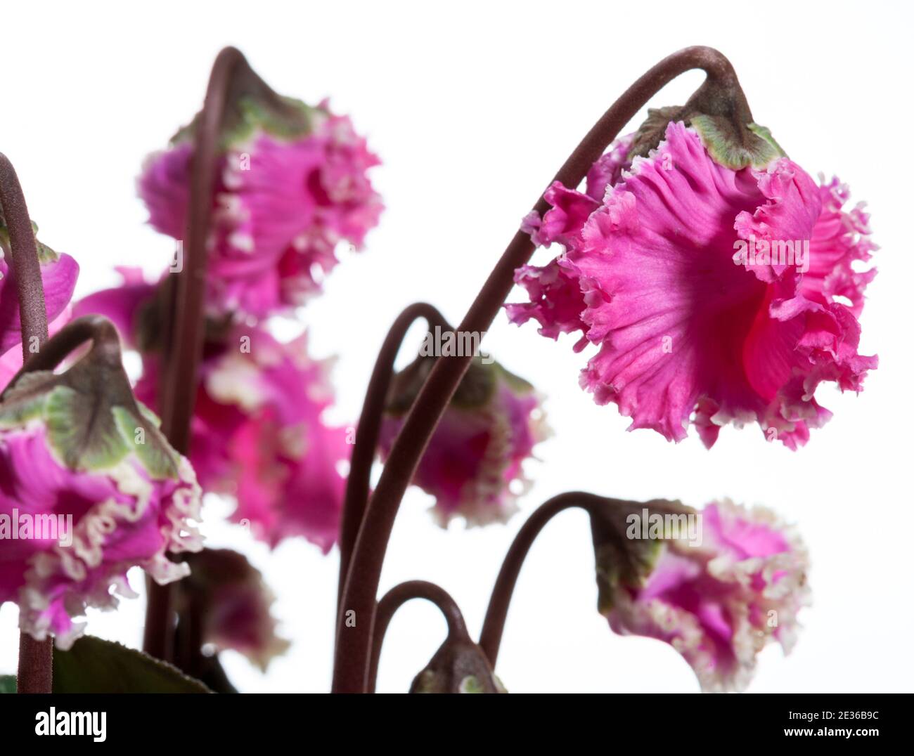 La fleuriste, Cyklamen cyclamen (Cyclamen persicum) Banque D'Images