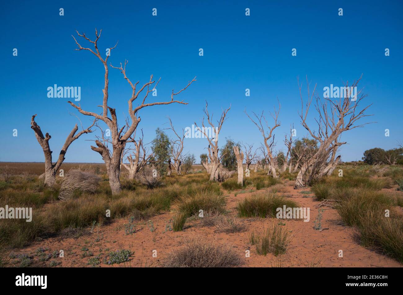 Troncs d'arbres morts au bord du lac Meninne séché dans l'Outback de la Nouvelle-Galles du Sud. Les lacs sont secs à la sécheresse. Mininne, Nouvelle-Wa du Sud Banque D'Images