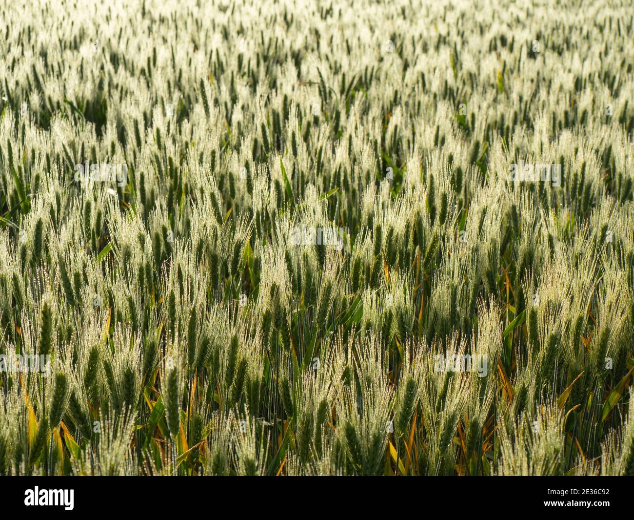 Champ de blé en début de matinée en Australie occidentale. Banque D'Images